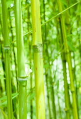 Canna di bambù