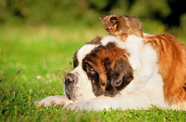 Photo sur Plexiglas Chien Big saint bernard dog with little toy terrier puppy