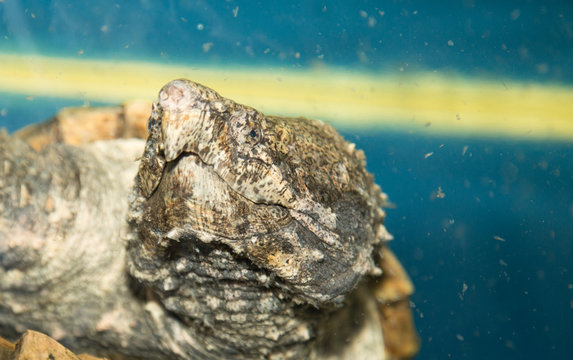 Macrochelys temminckii