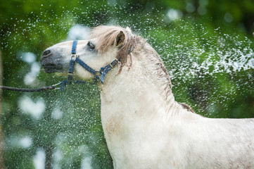 White shetland pony enjoying the shower outdoors