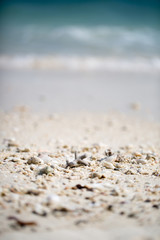 Fototapeta na wymiar little stones on beach