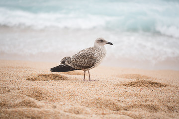 seagull