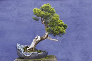 Afwasbaar Fotobehang Bonsai Bonsaiboom Jeneverbes China (Juniperus chinensis)