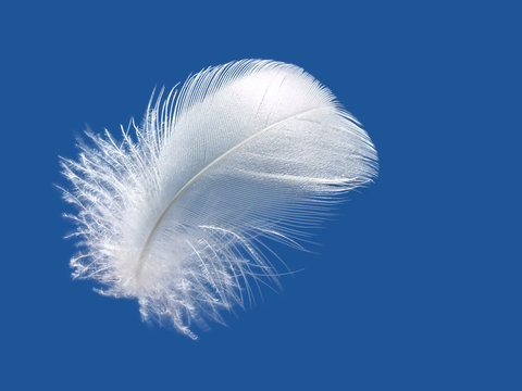 White Feather Against Blue Sky.