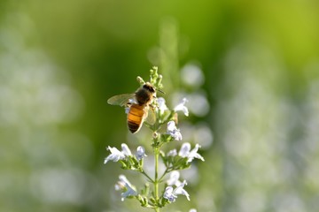 ミントの蜜を吸うミツバチ