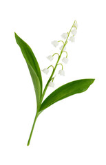 Lily of the valley flowers