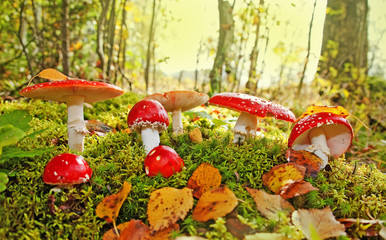 fly agaric toadstool in a autumn forest
