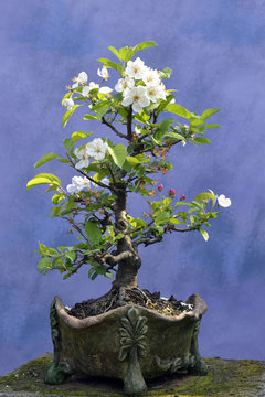 Bonsai tree apple tree