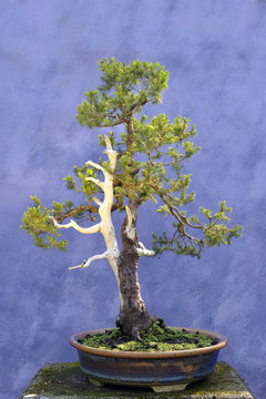 Bonsai tree European spruce (Picea abies)