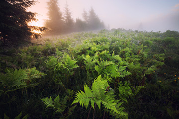 Fototapeta na wymiar Fern meadow at foggy sunrise