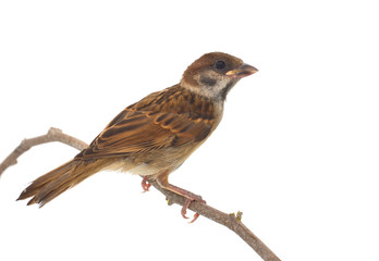 House Sparrow against isolated on a white background