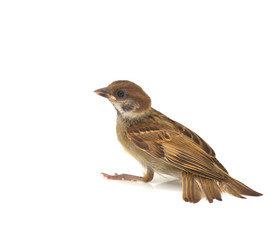 sparrow
