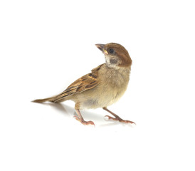 sparrow