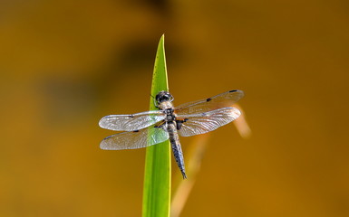 Männlicher großer Blaupfeil