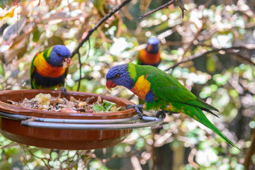 Parrots, Loro Park, Tenerife