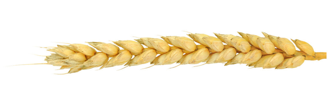 Common Wheat