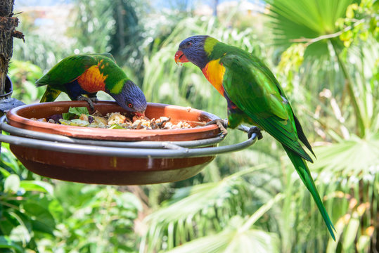 Parrots, Loro Park, Tenerife