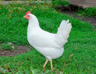 white hen