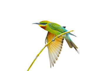bee Eater bird