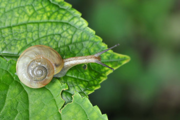 カタツムリ