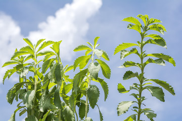 青空をバックにステビアの葉