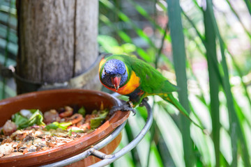 Parrots, Loro Park, Tenerife