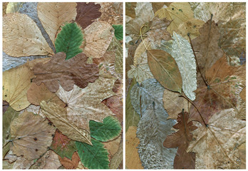 two backgrounds of dry leaf