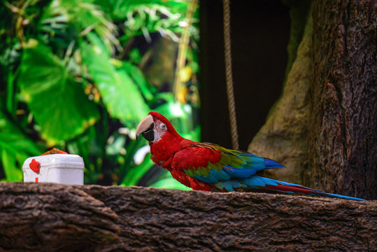 Parrots, Loro Park, Tenerife