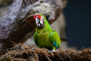 Parrots, Loro Park, Tenerife © sergiy1975