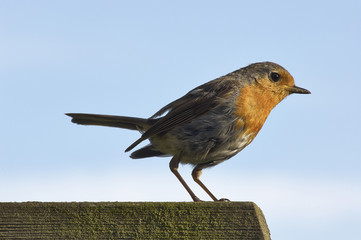 Rotkehlchen