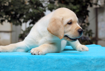 happy yellow labrador puppy