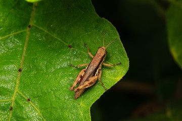brown grasshopper perched on leaf