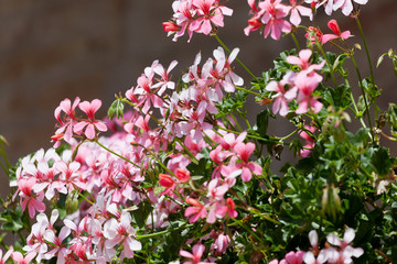 blossoming geranium shined with the summer sun