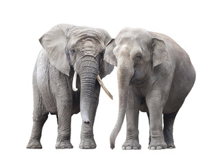Fototapeta na wymiar Pair of elephants isolated on white background