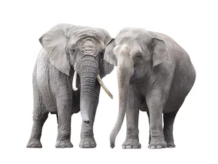 Photo sur Plexiglas Éléphant Paire d& 39 éléphants isolé sur fond blanc