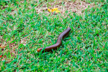 The giant millipedes