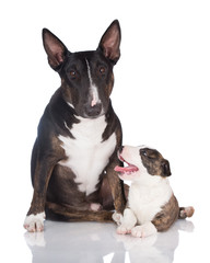 Obraz premium english bull terrier dog with a puppy