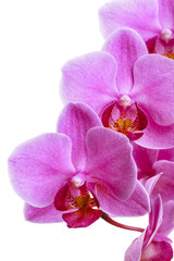 Naklejka na ściany i meble pink orchid flowers isolated on white