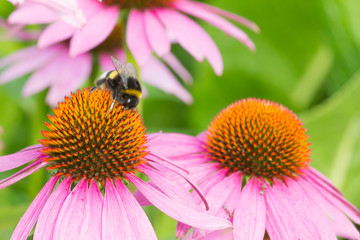 Hummel auf Präriesonnenhut