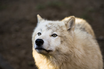 Obraz premium Portrait of Arctic wolf (Canis lupus arctos)