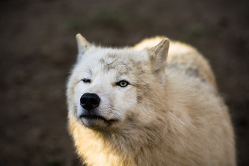 Obraz premium Portrait of Arctic wolf (Canis lupus arctos)