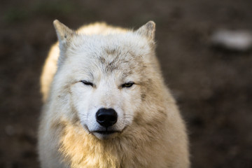 Obraz premium Portrait of Arctic wolf (Canis lupus arctos)