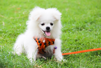 MY DOG IS CUTE LITTLE ANIMAL.