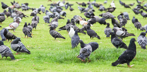 FLOCK OF PIGEONS LIVING IN THE GRASS.