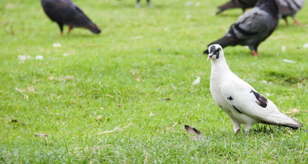 WHITE DOVE IN THE YARD.