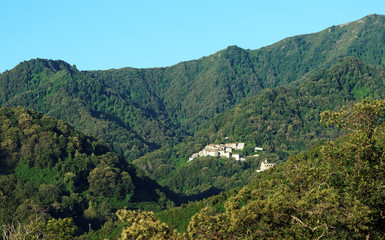 Fototapeta na wymiar châtaigneraie et village Corse