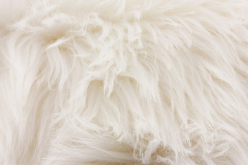 White fur texture, close-up.Useful as background