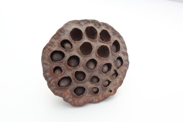 Gros plan sur le lotus