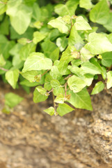 Fototapeta premium Green ivy, close up