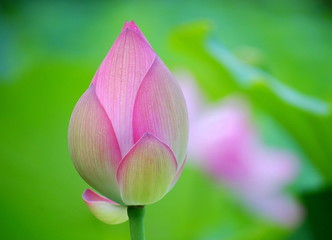 Fototapeta premium 蓮花